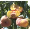 Sugar Tiger Donut Peach Tree -plant seeds Sales Store Sugar tiger donut peach B