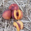 Autumn Marble Peach Tree 2 Autumn Marble Peach Tree -plant seeds Sales Store autumn marble peach B
