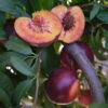 Candy Sprinkles Nectarine Tree -plant seeds Sales Store candy sprinkles nectarine B