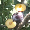 Caramel Kiss Plum Tree -plant seeds Sales Store caramel kiss plum