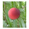 Diamond Princess Peach Tree -plant seeds Sales Store diamond princess peach B