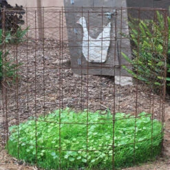 Peaceful Valley Omega-3 Chicken Forage Blend For Irrigated Land - Nitrocoated Seed (lb) -plant seeds Sales Store dsc 0751