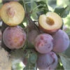 Geo Pride Plumcot Tree -plant seeds Sales Store geo pride plumcot B
