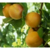 Golden Sweet Apricot Tree 1 Golden Sweet Apricot Tree -plant seeds Sales Store golden sweet apricot B