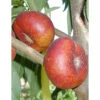 Honey Halo Nectarine Tree -plant seeds Sales Store honey halo nectarine B