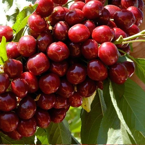 Dwarf Lapins Cherry Tree 3 Dwarf Lapins Cherry Tree