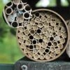 Mason Bee Kit 68 Tubes -plant seeds Sales Store mason bee kit 68 tubes