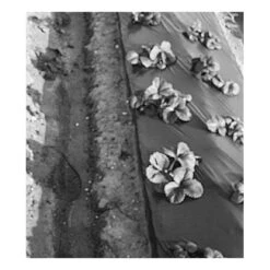 Black Poly Mulching Film - 1 Mil Embossed (3'x4000') -plant seeds Sales Store mm206 hi