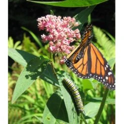 Peaceful Valley Save The Monarch Kit - Intermountain Mix (1/8 Lb) -plant seeds Sales Store monarch web