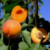 Orange Knockout Apricot Tree -plant seeds Sales Store orange knockout apricot B