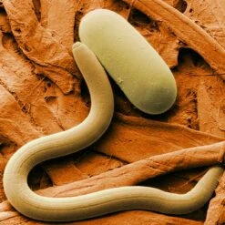 Organic Parasitic Nematodes, Heterohabditis Bacteriophora (Farm Size, 50 Million)