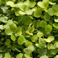 Peaceful Valley Good Bug Blend - Nitrocoated (lb) -plant seeds Sales Store pbe970 2 web