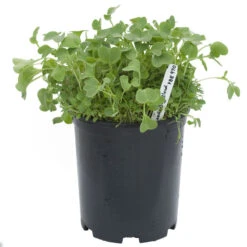 Peaceful Valley Good Bug Blend - Nitrocoated (lb) -plant seeds Sales Store pbe970 a