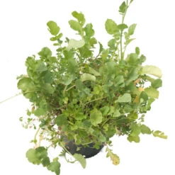 Peaceful Valley Good Bug Blend - Nitrocoated (lb) -plant seeds Sales Store pbe970 b