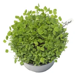 Peaceful Valley Low-Growing Good Bug Blend - Nitrocoated (lb) -plant seeds Sales Store pbe980 a