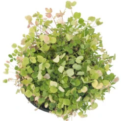 Peaceful Valley Low-Growing Good Bug Blend - Nitrocoated (lb) -plant seeds Sales Store pbe980 c 1