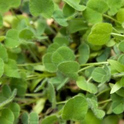 Peaceful Valley Low-Growing Good Bug Blend - Nitrocoated (lb) -plant seeds Sales Store pbe980 web