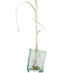 Root Guard Gopher Basket Mini (6/pk) -plant seeds Sales Store pbr500 a