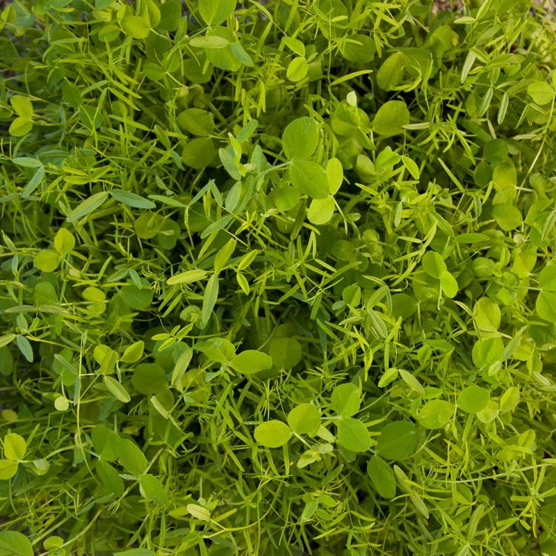 Peaceful Valley Cold Zone Soil Builder Mix - Raw Seed (lb) 3 Peaceful Valley Cold Zone Soil Builder Mix - Raw Seed (lb)