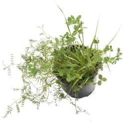 Peaceful Valley Dryland Wildlife Food & Habitat Mix - Nitrocoated Seed (lb)