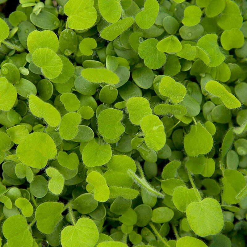 Peaceful Valley Easy Care Cover Crop Mix - Nitrocoated Seed (lb) 3 Peaceful Valley Easy Care Cover Crop Mix - Nitrocoated Seed (lb)