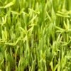 Peaceful Valley Forage Blend Dryland Pasture Mix - Raw Seed (lb) -plant seeds Sales Store peaceful valley forage blend dryland pasture mix raw seed lb