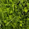 Peaceful Valley Herbal Irrigated Pasture Mix - Nitrocoated Seed (lb) -plant seeds Sales Store peaceful valley herbal irrigated pasture mix nitrocoated seed lb