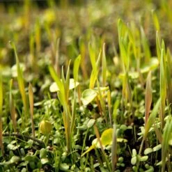 Peaceful Valley Omega-3 Chicken Forage Blend For Irrigated Land - Nitrocoated Seed (lb)