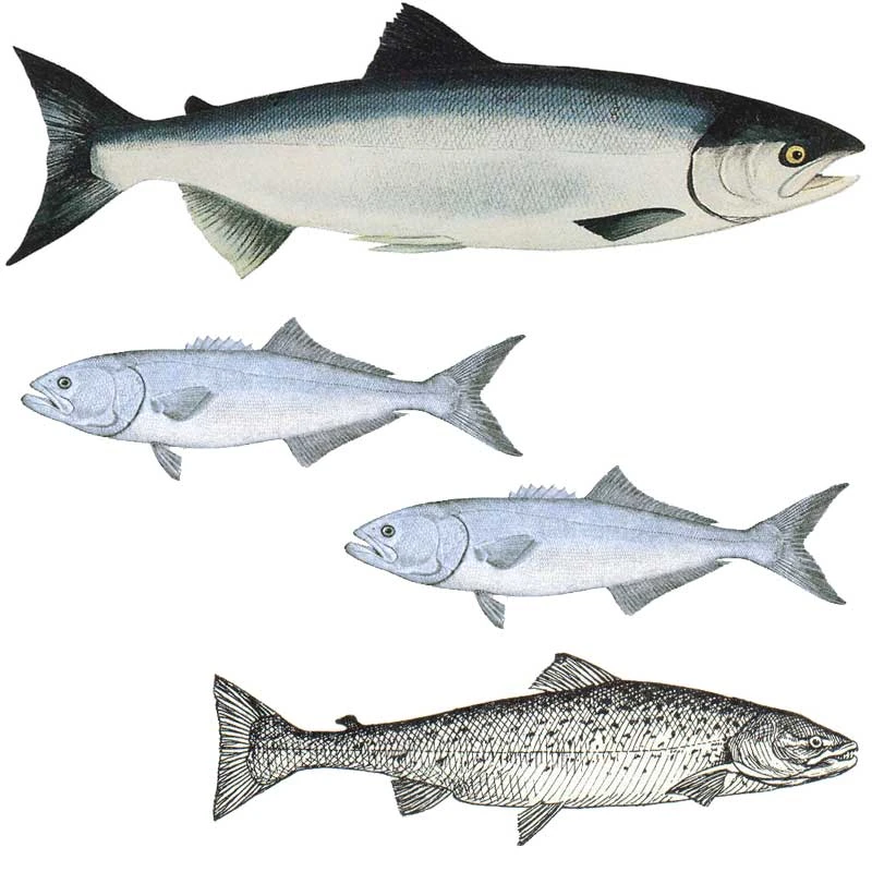 Peaceful Valley Organic Liquid Fish 2-3-0.5 (55 Gal) 3 Peaceful Valley Organic Liquid Fish 2-3-0.5 (55 Gal)