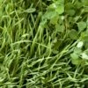 Peaceful Valley Sod Buster Mix - Seed (lb) -plant seeds Sales Store peaceful valley sod buster mix seed lb