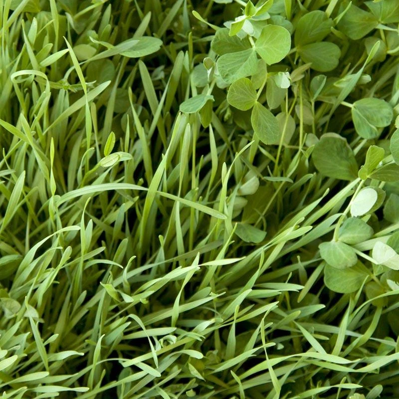 Peaceful Valley Sod Buster Mix - Seed (lb) 3 Peaceful Valley Sod Buster Mix - Seed (lb)