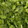 Peaceful Valley Winter Edible Cover Crop Mix - Raw Seed (lb) -plant seeds Sales Store peaceful valley winter edible cover crop mix raw seed lb