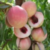 Pink Diamond Peach Tree -plant seeds Sales Store pink diamond peach B