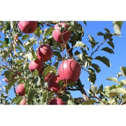 Isomate-CTT Confusion Lures (400 Lures) (OID COMM) -plant seeds Sales Store pit691 web2