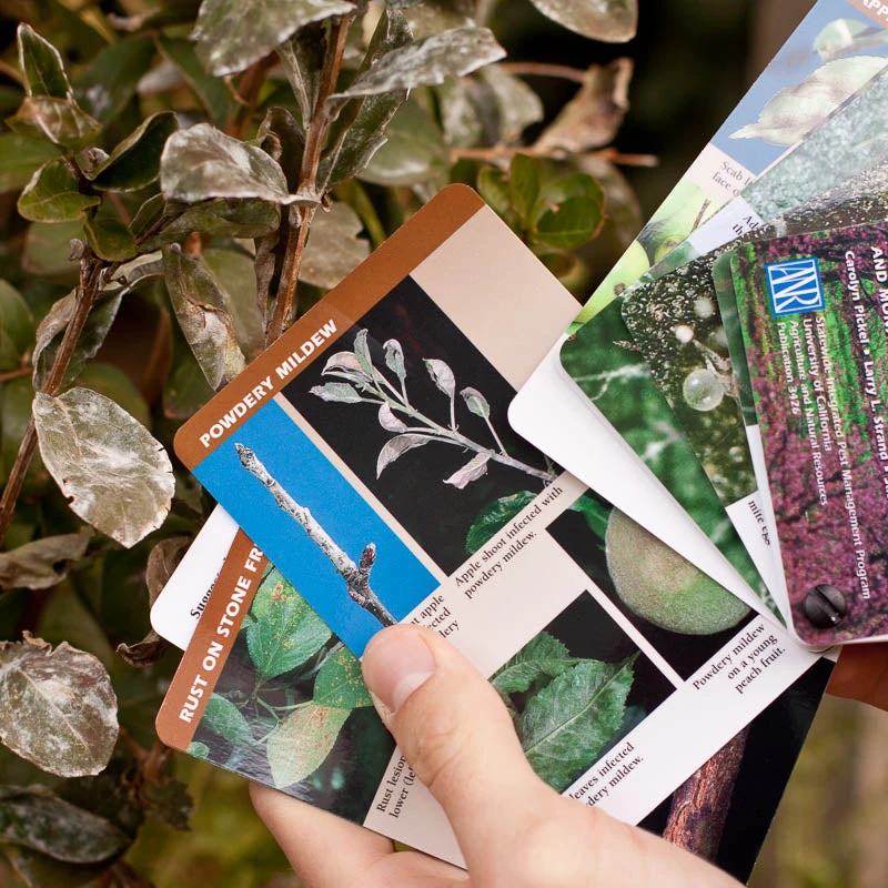 Tree Fruit Pest ID And Monitoring Cards 4 Tree Fruit Pest ID And Monitoring Cards - Image 2
