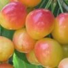 Dwarf Rainier Cherry Tree -plant seeds Sales Store rainier cherry tree dwarf