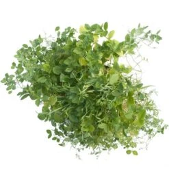 Peaceful Valley Premium Soil Builder Mix - Raw Seed (lb) -plant seeds Sales Store scm120 a 2