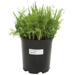 Peaceful Valley Organic Premium Soil Builder Mix - Raw Seed (lb) -plant seeds Sales Store scm121 a 1