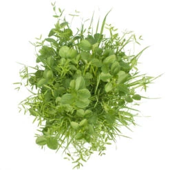 Peaceful Valley Budget Soil Builder Mix - Raw Seed (lb) -plant seeds Sales Store scm125 b