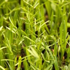 Peaceful Valley Budget Soil Builder Mix - Raw Seed (lb) -plant seeds Sales Store scm125 web3