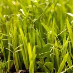 Organic Peaceful Valley Budget Soil Builder Mix - Raw Seed (lb) -plant seeds Sales Store scm125 web 1