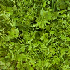 Organic Peaceful Valley Budget Soil Builder Mix - Raw Seed (lb) -plant seeds Sales Store scm125 budget soil builder web 1