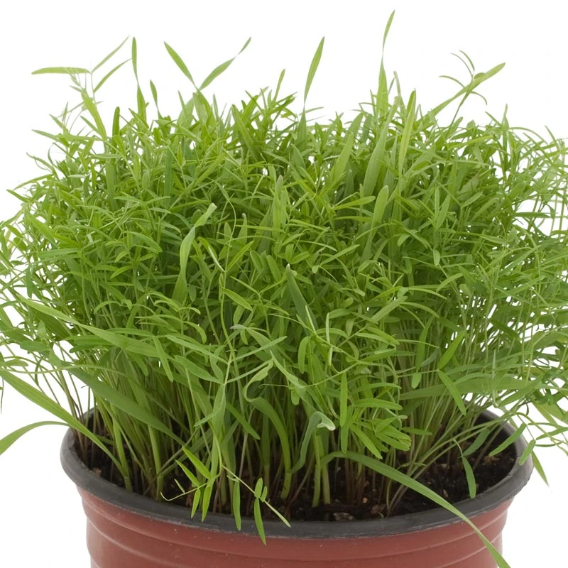 Peaceful Valley Cold Zone Soil Builder Mix - Raw Seed (lb) 4 Peaceful Valley Cold Zone Soil Builder Mix - Raw Seed (lb) - Image 2