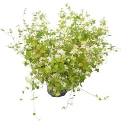 Peaceful Valley Summer Soil Builder Mix - Raw Seed (lb) 7 Peaceful Valley Summer Soil Builder Mix - Raw Seed (lb) -plant seeds Sales Store scm150 b