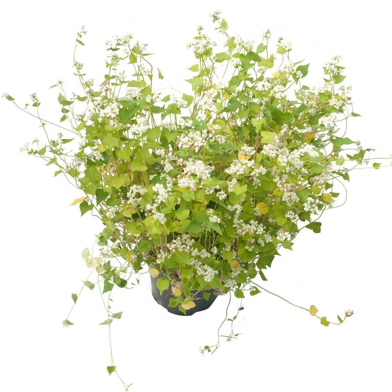 Peaceful Valley Summer Soil Builder Mix - Raw Seed (lb) 5 Peaceful Valley Summer Soil Builder Mix - Raw Seed (lb) - Image 3