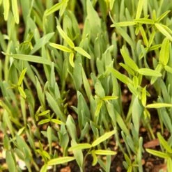 Peaceful Valley Forage Blend Dryland Pasture Mix - Raw Seed (lb) -plant seeds Sales Store scm300 web