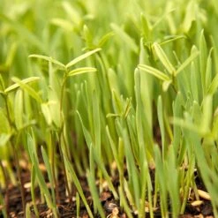 plant seeds Sales Store -plant seeds Sales Store scm300 web3