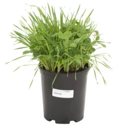 Peaceful Valley Sod Buster Mix - Seed (lb) 6 Peaceful Valley Sod Buster Mix - Seed (lb) -plant seeds Sales Store scm620 a