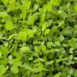 Peaceful Valley Easy Care Cover Crop Mix - Nitrocoated Seed (lb) 6 Peaceful Valley Easy Care Cover Crop Mix - Nitrocoated Seed (lb) -plant seeds Sales Store scm760 2 web