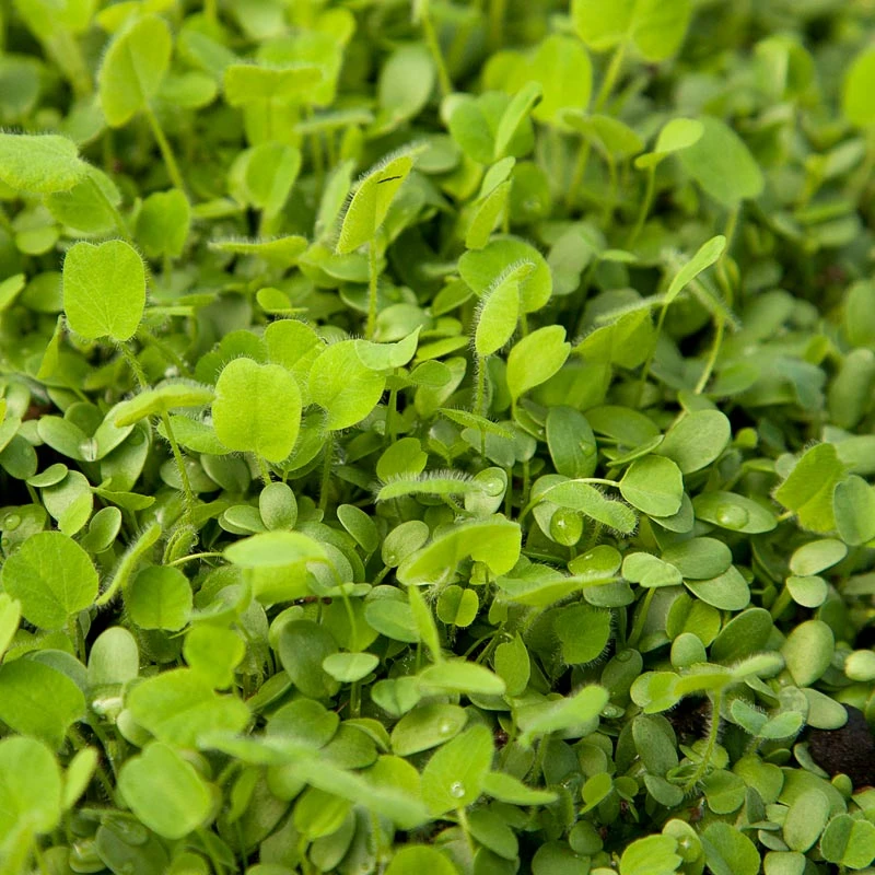 Peaceful Valley Easy Care Cover Crop Mix - Nitrocoated Seed (lb) 4 Peaceful Valley Easy Care Cover Crop Mix - Nitrocoated Seed (lb) - Image 2